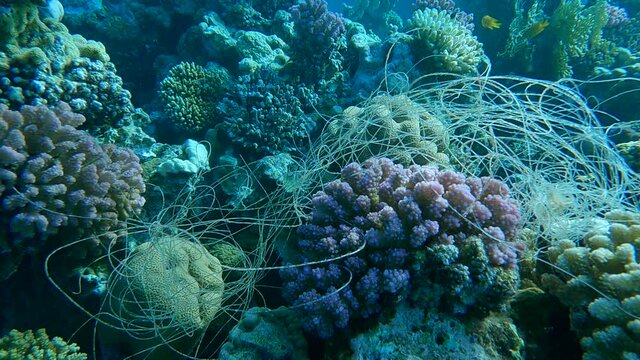 Skein of fishing line hanging from coral. Lost fishing line hang underwater on the coral reef. Problem of ghost gear - any fishing gear that has been abandoned, lost or otherwise discarded