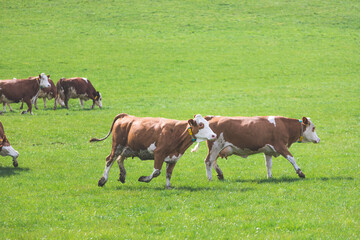 Organic farming in Austria: Cows are grazing on the meadow, spring time