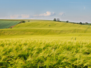 Long green filds of wheat before harvest, Moravia, Czech Republic