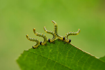 Caterpillars of the family Geometridae eat a hazel leaf on a green background close-up