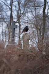 black bird on the grave sits on the cross, old abandoned cemetery, halloween background
