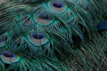peacock feather closeup