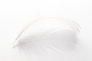 Feather flat. Multicoloured pastel angel feather closeup texture on white background in macro photography, soft focus. Fashion color trends spring summer.