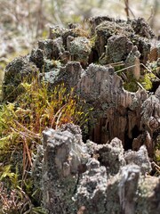 moss on the tree