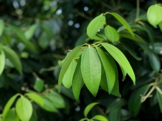 Cinnamon leaves growth in herb botanical garden,with natural glare light.Tropical botanical...