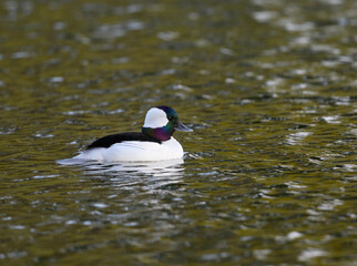 Fototapeta premium Male Bufflehead Swimming on Pond with Green Water in Early Spring 