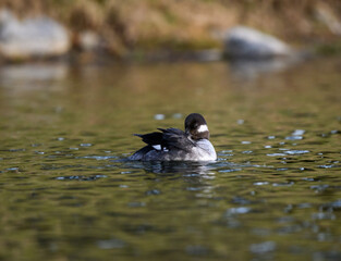Female Bufflehead Swimming and Preening on Pond with Green Water in Early Spring  