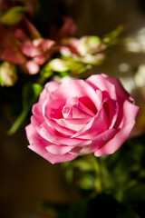 close-up photo of a pink rose in warm light