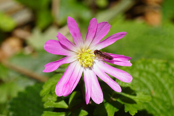 Close up pink flower Anemonoides blanda, family Ranunculaceae and a male hoverfly Melanostoma...