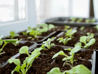 Young flower seedlings at home on the windowsill. Agricultural seedlings. The spring planting vegetables. Seedlings in a plastic tray. Selective focus. Copy space