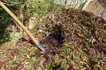 Fototapeta premium A garden shovel in the compost heap to dig up compost for the garden. Spring, April, Netherland