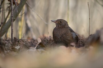 Blackbird (Turdus merula). Unlike males, females and young birds are dark brown, with a brown to yellowish brown beak. 
