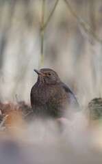 Blackbird (Turdus merula). Unlike males, females and young birds are dark brown, with a brown to yellowish brown beak. 
