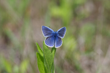 das auffällig blaue männchen vom hauhechel bläuling