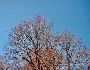 trees in winter