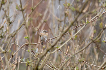 Female brambling (Fringilla montifringilla) in winter