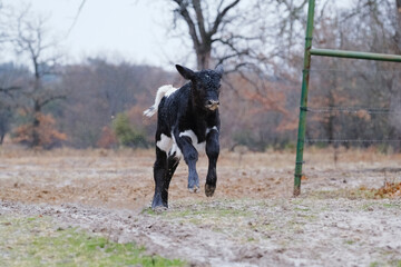 Active baby cow wet from running through rain and muddy farm field.