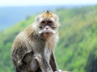 Affe auf Mauritius