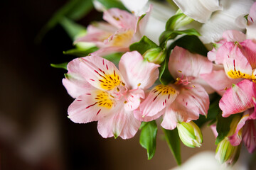 delicate bouquet of pink alstroemeria, Inca lilies in a bouquet