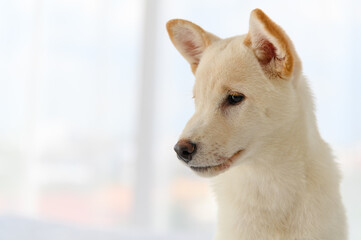 White Shiba Inu Japanese pedigree adorable puppy staying on bed in bedroom. Pet Lover concept. animal portrait with copy space