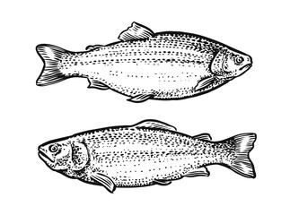 Sketch of fish. Hand drawn vector illustration of trout, salmon isolated on white background