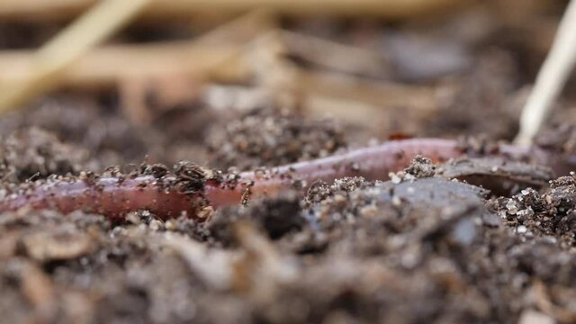 Extreme closeup of a common European earthworm