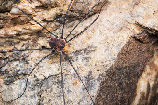 Gyas titanus is a species of harvestman found in Europe