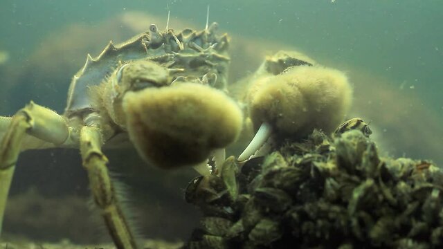 Crabe à Mitaines Japonaise Dans La Rivière Tamagawa à Tokyo Image stock -  Image du été, japonais: 252713715