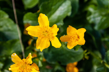 Blüten der Sumpfdotterblume am Bachrand, Caltha palustris