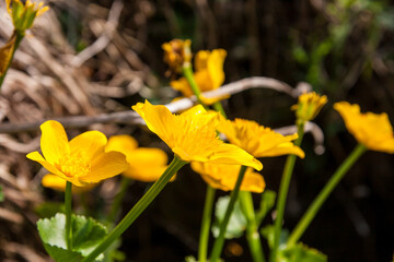 Blüten der Sumpfdotterblume am Bachrand, Caltha palustris
