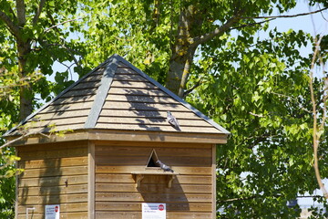 Taubenschlag in Bordeaux 