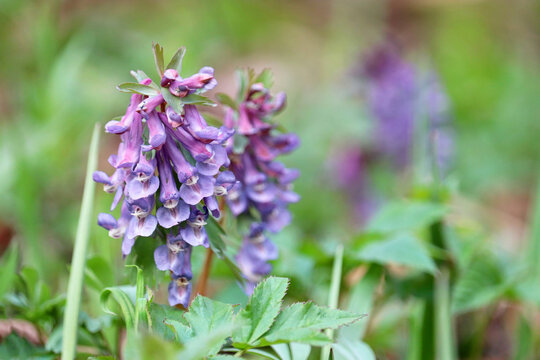 First spring flowers in a forest. Fumewort, corydalis solida blooming in april