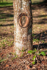 Erotic nature. Amazing and curious tree.