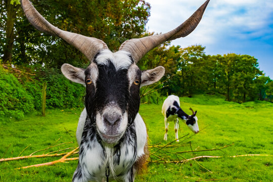 WILDLIFE, FARM, GERMANY - A beautiful billy goat, with beautiful large horns, lives on the North Sea coast in Germany.