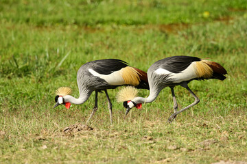 Grues royale couronnées Balearica regulorum au Masaï Mara Afrique Kenya