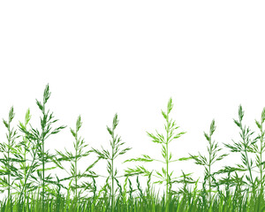 Obraz premium Green Grass Meadow
