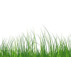 Fototapeta premium Green Grass Meadow