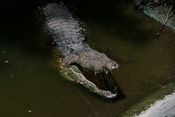 Cocodrilo en cautiverio 