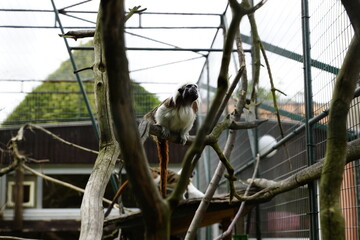 Ein am Gitter entlang kletternder Lisztaffe