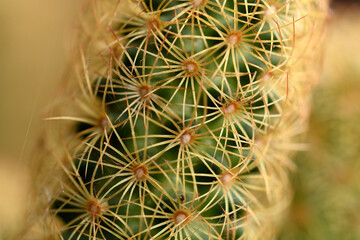 macro de cactus