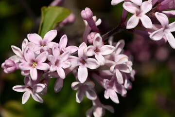 lilas de Chine