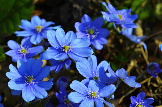 Hepatica nobilis - Common Hepatica, liverwort, kidneywort, pennywort, Anemone hepatica