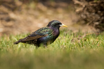 Common starling looking for food on the grass