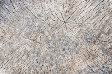 Wooden old stump textured background in the forest