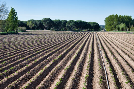 Terreno agr&iacute;cola labrado y cultivado con aspersores para regad&iacute;o