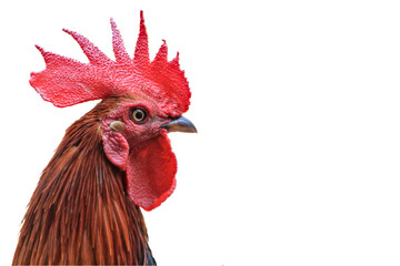 A red crest on the head of the rooster