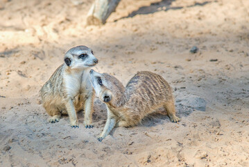 Fototapeta premium Closeup view of cute meerkat suricates