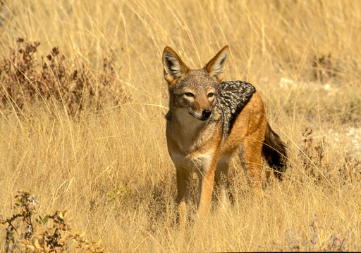 Chacal à Chabraque Canis Mesomelas dans les herbes en Namibie