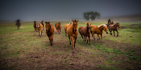 Foggy Morning Herd