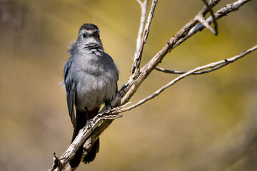 Perched Gray Catbird whose call resembles a cat.